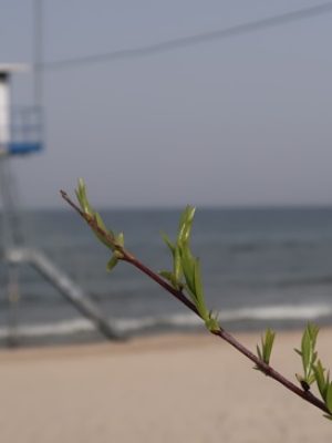 IMG_5945_Frühling